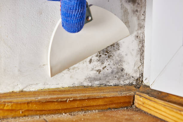 Best Biohazard Mold Removal  in Prudhoe Bay, AK